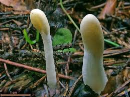 Attēlu rezultāti vaicājumam “Podostroma leucopus”