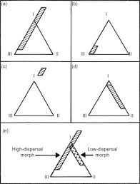 Attēlu rezultāti vaicājumam “Tragopogon heterospermus bud”