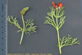 Image result for Adonis aestivalis