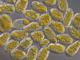 Attēlu rezultāti vaicājumam “Coleosporium sp.”