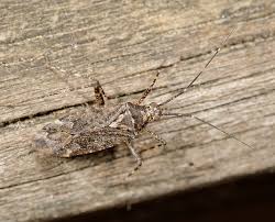 Attēlu rezultāti vaicājumam “Phytocoris longipennis”