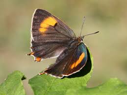 Attēlu rezultāti vaicājumam “Thecla betulae female”