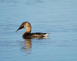 Image result for Podilymbus podiceps