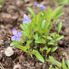 Attēlu rezultāti vaicājumam “Viola canina leaf”