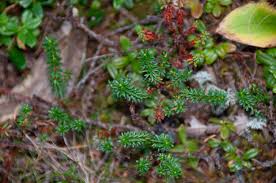 Attēlu rezultāti vaicājumam “Empetrum nigrum flower”
