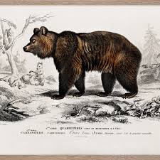 Attēlu rezultāti vaicājumam “Ursus arctos”