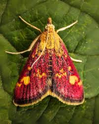 Attēlu rezultāti vaicājumam “Pyrausta purpuralis”
