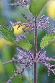 Attēlu rezultāti vaicājumam “Urtica dioica fruit”