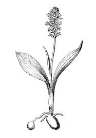 Attēlu rezultāti vaicājumam “Herminium monorchis”