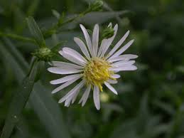 Image result for Aster lanceolatus