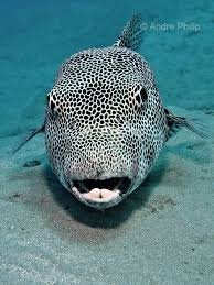 Image result for Cymatoceps nasutus