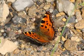 Attēlu rezultāti vaicājumam “Nymphalis polychloros upperside”