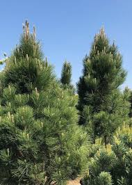 Attēlu rezultāti vaicājumam “Pinus nigra”