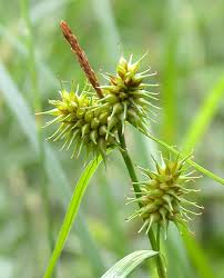 Attēlu rezultāti vaicājumam “Carex flava”