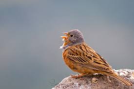Image result for Emberiza caesia