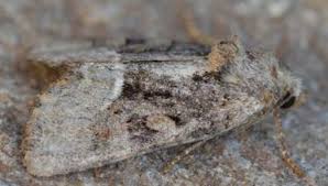 Attēlu rezultāti vaicājumam “Oligia sp.”