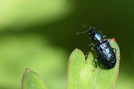 Attēlu rezultāti vaicājumam “Korynetes caeruleus”