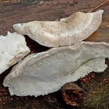 Attēlu rezultāti vaicājumam “Postia tephroleucus”