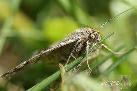 Attēlu rezultāti vaicājumam “Callistege mi”