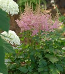 Attēlu rezultāti vaicājumam “Astilbe chinensis”
