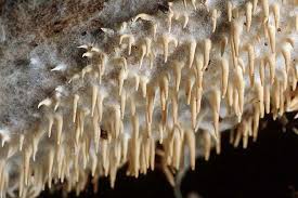 Attēlu rezultāti vaicājumam “Hydnocristella himantia”