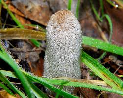 Attēlu rezultāti vaicājumam “Coprinus lagopus”