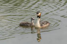 Attēlu rezultāti vaicājumam “Podiceps cristatus juvenile”