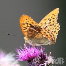 Attēlu rezultāti vaicājumam “Argynnis paphia underside”
