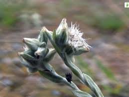 Attēlu rezultāti vaicājumam “Filago arvensis”