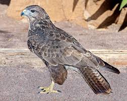 Attēlu rezultāti vaicājumam “Buteo buteo”