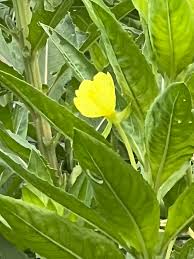 Attēlu rezultāti vaicājumam “Oenothera biennis bud”