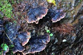 Attēlu rezultāti vaicājumam “Ischnoderma benzoinum”