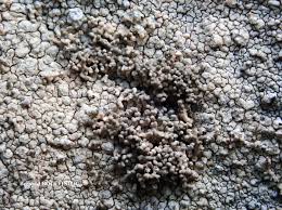 Attēlu rezultāti vaicājumam “Pertusaria coccodes”