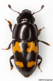 Attēlu rezultāti vaicājumam “Glischrochilus grandis”