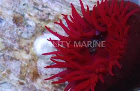ผลการค้นหารูปภาพสำหรับ strawberry anemone