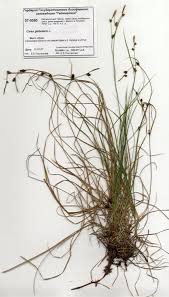 Attēlu rezultāti vaicājumam “Carex globularis”