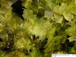 Attēlu rezultāti vaicājumam “Lophocolea coadunata”