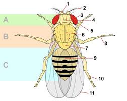 Attēlu rezultāti vaicājumam “Drosophila melanogaster”