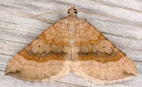 Attēlu rezultāti vaicājumam “Scotopteryx chenopodiata”