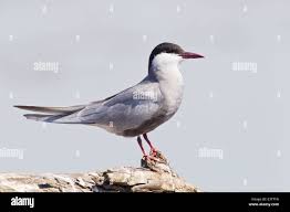 Attēlu rezultāti vaicājumam “Chlidonias hybrida adult”