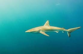 Image result for Carcharhinus brachyurus