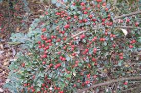 Image result for Anthyllis vulneraria rubra