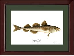 Image result for Boreogadus saida