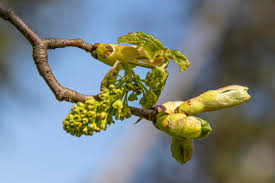 Attēlu rezultāti vaicājumam “Acer pseudoplatanus flower”