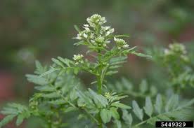 Attēlu rezultāti vaicājumam “Cardamine impatiens”