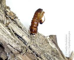 Attēlu rezultāti vaicājumam “Scardia boletella”