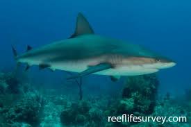 Image result for Carcharhinus obscurus