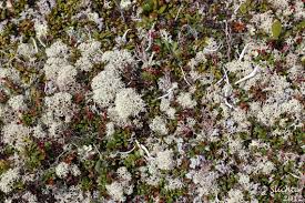 Attēlu rezultāti vaicājumam “Cladonia stygia”