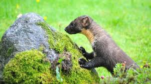 Attēlu rezultāti vaicājumam “Martes martes”