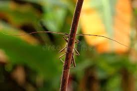 Attēlu rezultāti vaicājumam “Saperda carcharias”